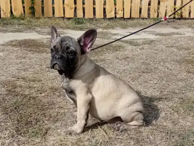 Französische Bulldogge - Harley