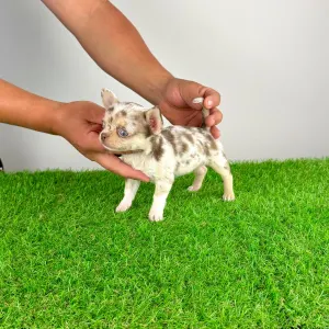 Chihuahua - Chocolatta