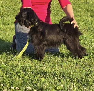 Terrier tibetan - Giacomo