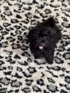 Bolonka Zwetna - Alina