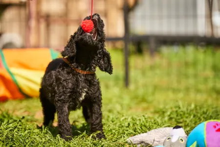 French Water Dog - Fudge