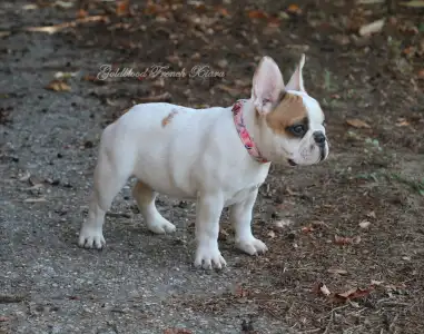 Bouledogue français - Xiara