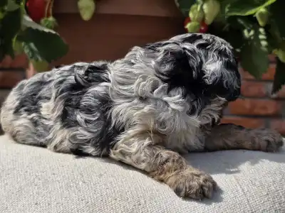Cavapoo - Merlin