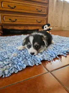 Welsh Corgi Pembroke - Evelyn