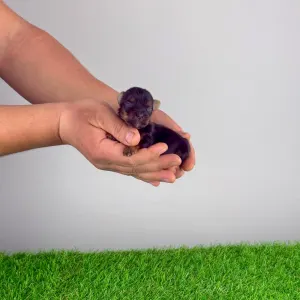 Yorkshire Terrier - Shakira