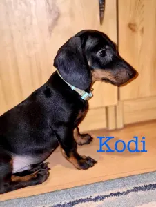 Dachshund - Kodi