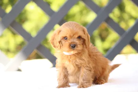 Cavapoo - Britney
