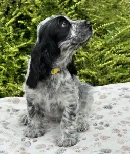 Cocker Spaniel anglais - Sára