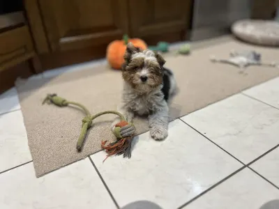 Бивер-йоркширский терьер - Quartz