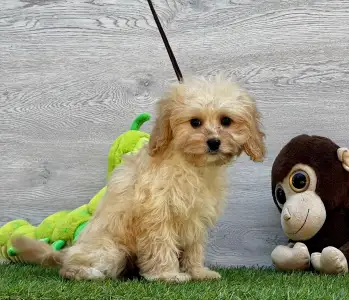 Cavapoo - Ecco ( Toy Size )