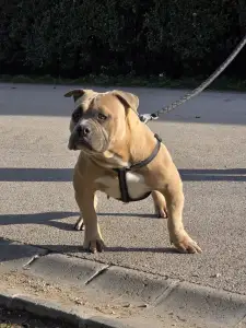 American Bully - Pocket - Bbb.nala