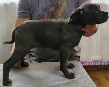 Cane Corso Italiano - Forza Di Diavolo Daenerys