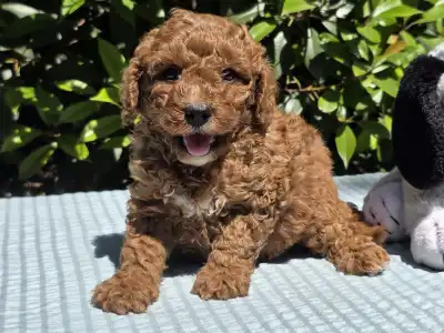 Cavapoo - Jonathan