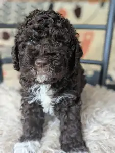 Lagotto Romagnolo - Ürömi Szarvasgombász Jozefin
