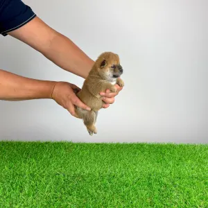 Shiba - Yarrow