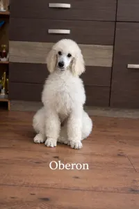 Poodle Standard - Oberon