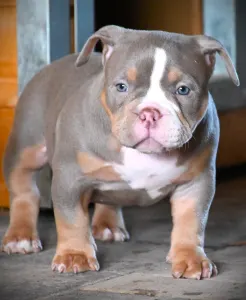 American Bully - Pocket - Lilly