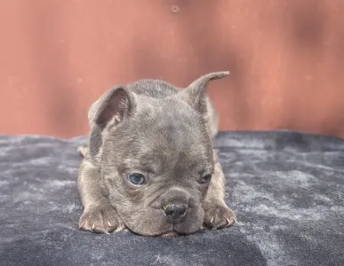 Francouzský buldoček - Carter