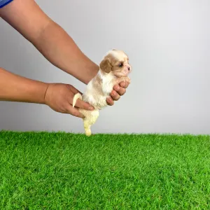 Cavalier King Charles Spaniel - Enzo