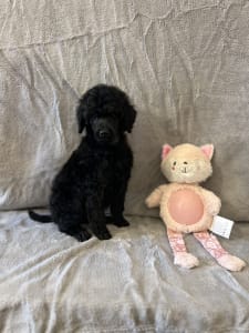 Pudel standard - Black Standard Puppy 