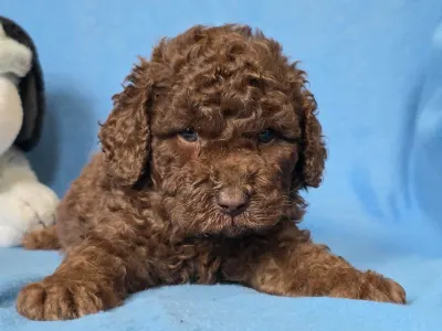 Cavapoo - Milka