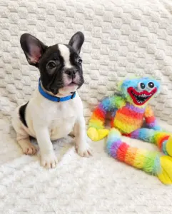 Francia bulldog - Christmas Dragons Dante Jr.