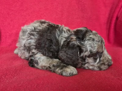 Cavapoo - Choco-Bunny