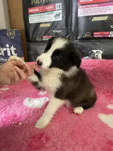 Border collie - Seal Fehér Kan/ Male-türkiz Nyakörv