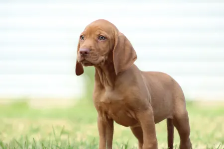 Hungarian Short-haired Vizsla - Rebeka