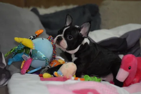 Boston Terrier - Táncos ( Dancer )