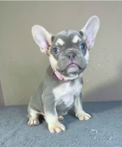 French Bulldog - Amy