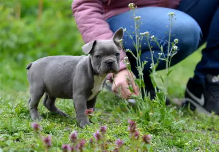 Bulldog francez - Montclair