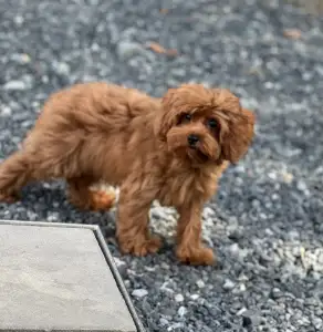 Cavapoo - Oscar 