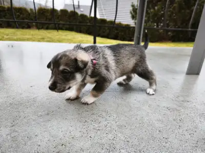 West Siberian Laika - Akira