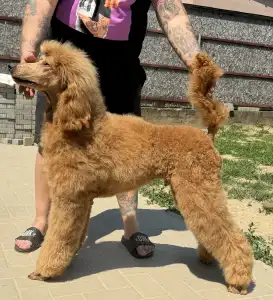Poodle Standard - Jatt Black