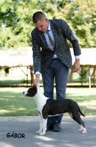 Amerikai staffordshire terrier - Trinity