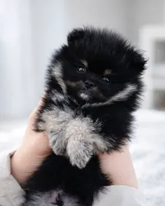 German Pomeranian Spitz - Ashen 