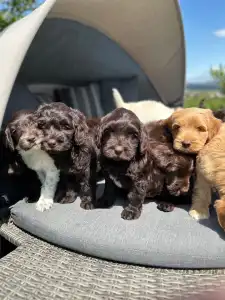 Labradoodle - Dertons Amy