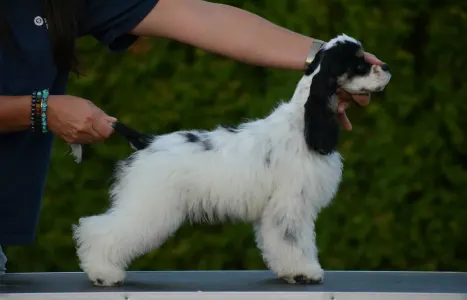 American Cocker Spaniel - English Levander