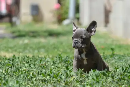 Francia bulldog - Madeleine 