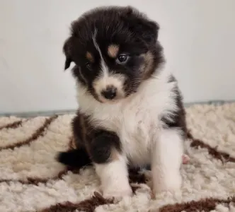 Australian Shepherd - Delwyn