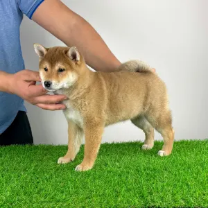Shiba Inu - Lizzy