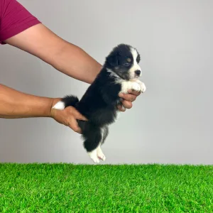 Australian Shepherd - Vectra 