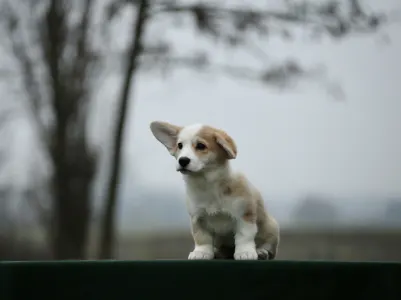 Welsh Corgi Pembroke - Ruby Of Farm Of Happy Dogs