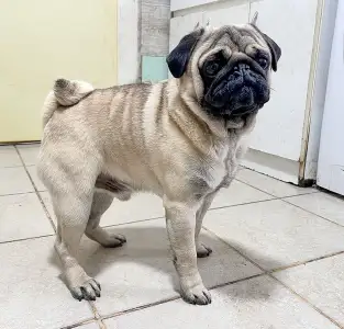 Mopsz - Cauda Anularis Pablo Escobar