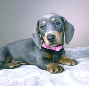 Dachshund - Nina