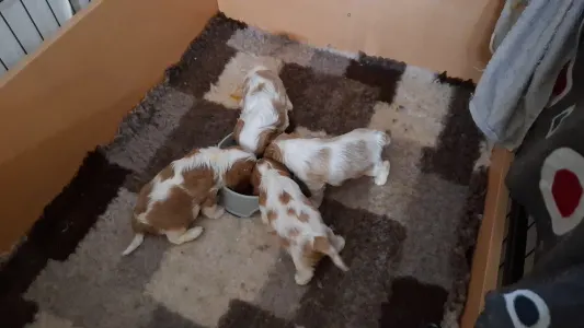Cavalier King Charles spániel - Kaktusz