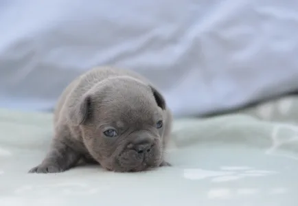 Französische Bulldogge - Monty