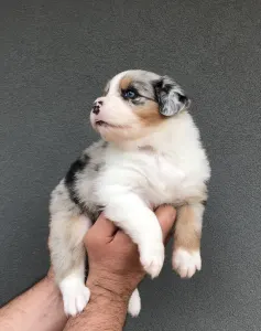 Australian Shepherd - Budnat Aussies