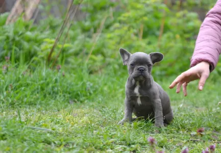 Bulldog francez - Madeleine 